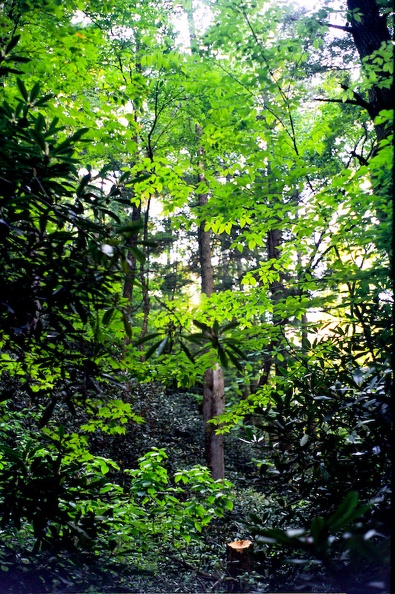 A Trail called Swift Camp Creek - 08 - Through Trees.jpg